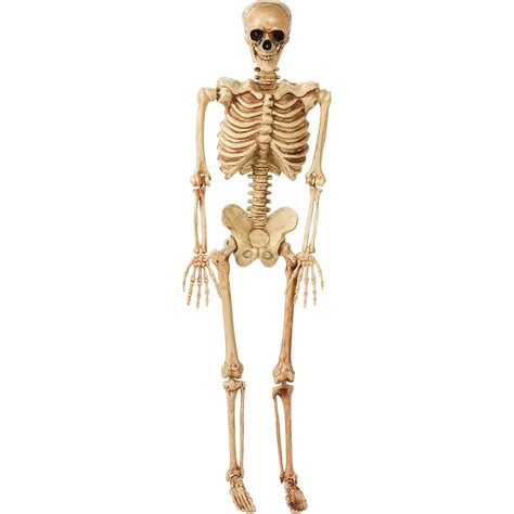 Full Size Skeletons : This life-sized Halloween skeleton prop stands at an impressive 2.95 feet tall, accurately replicating the size and proportions of an child human skeleton. It adds an eerie and realistic touch to your Halloween decorations or haunted house. 
